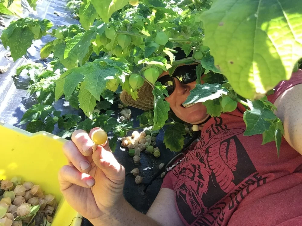 Husk cherries galore