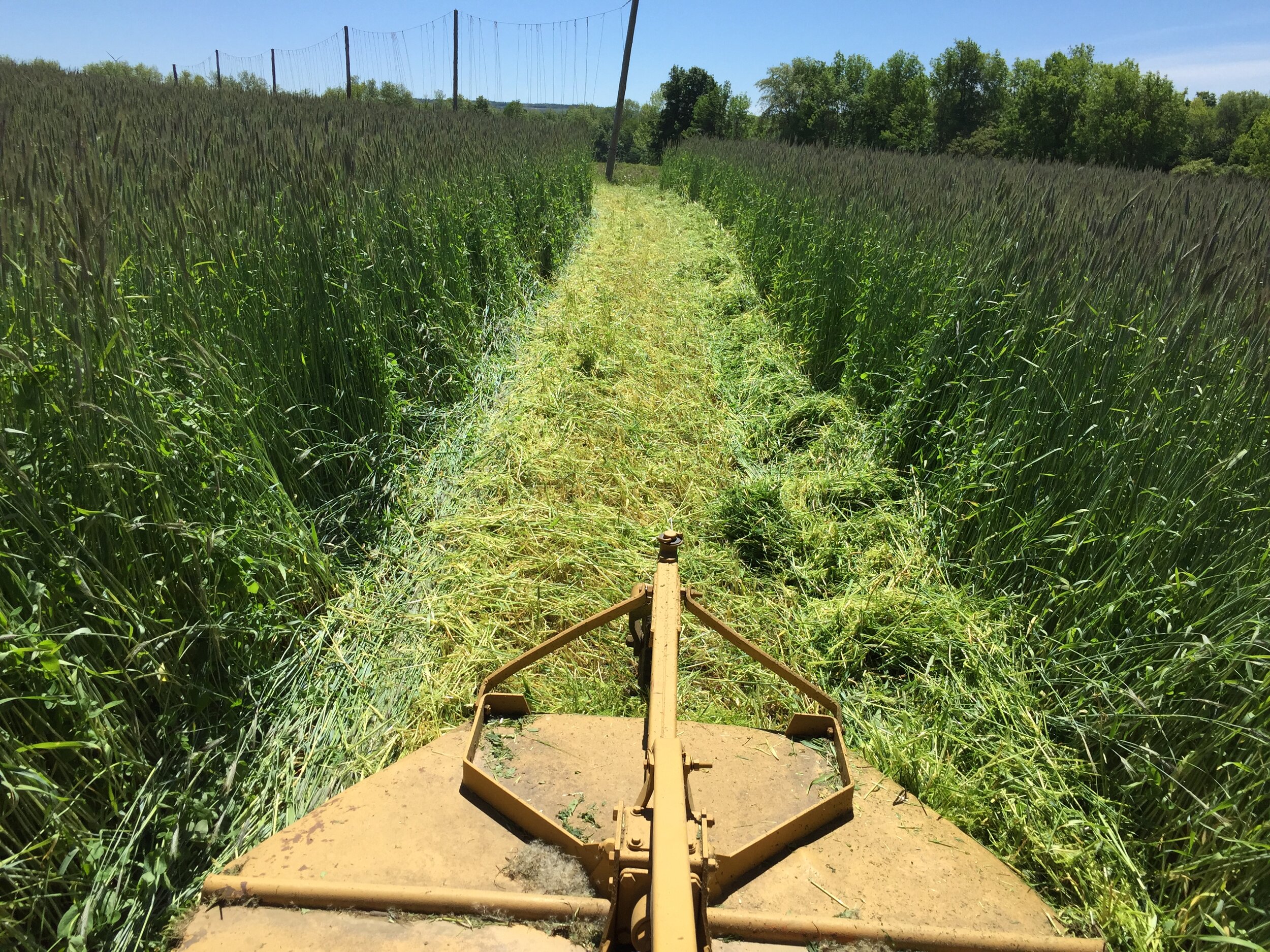 Cover crops for the win!