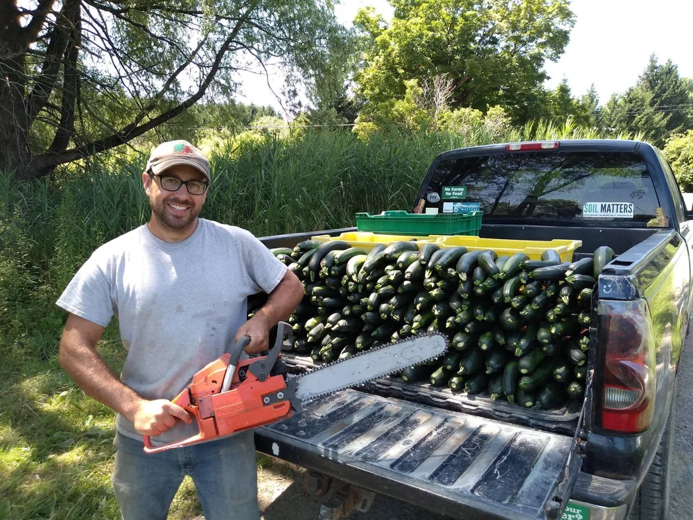 Zucchini harvest