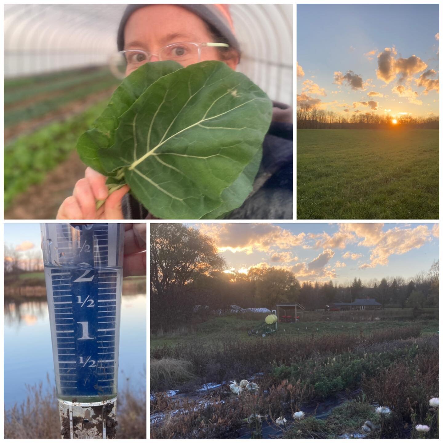 Two inches of overnight rain seems like nothing with such a glorious afternoon! Lots of tunnel greens coming along for next week&rsquo;s veggie boxes and @cazenoviafarmersmarket