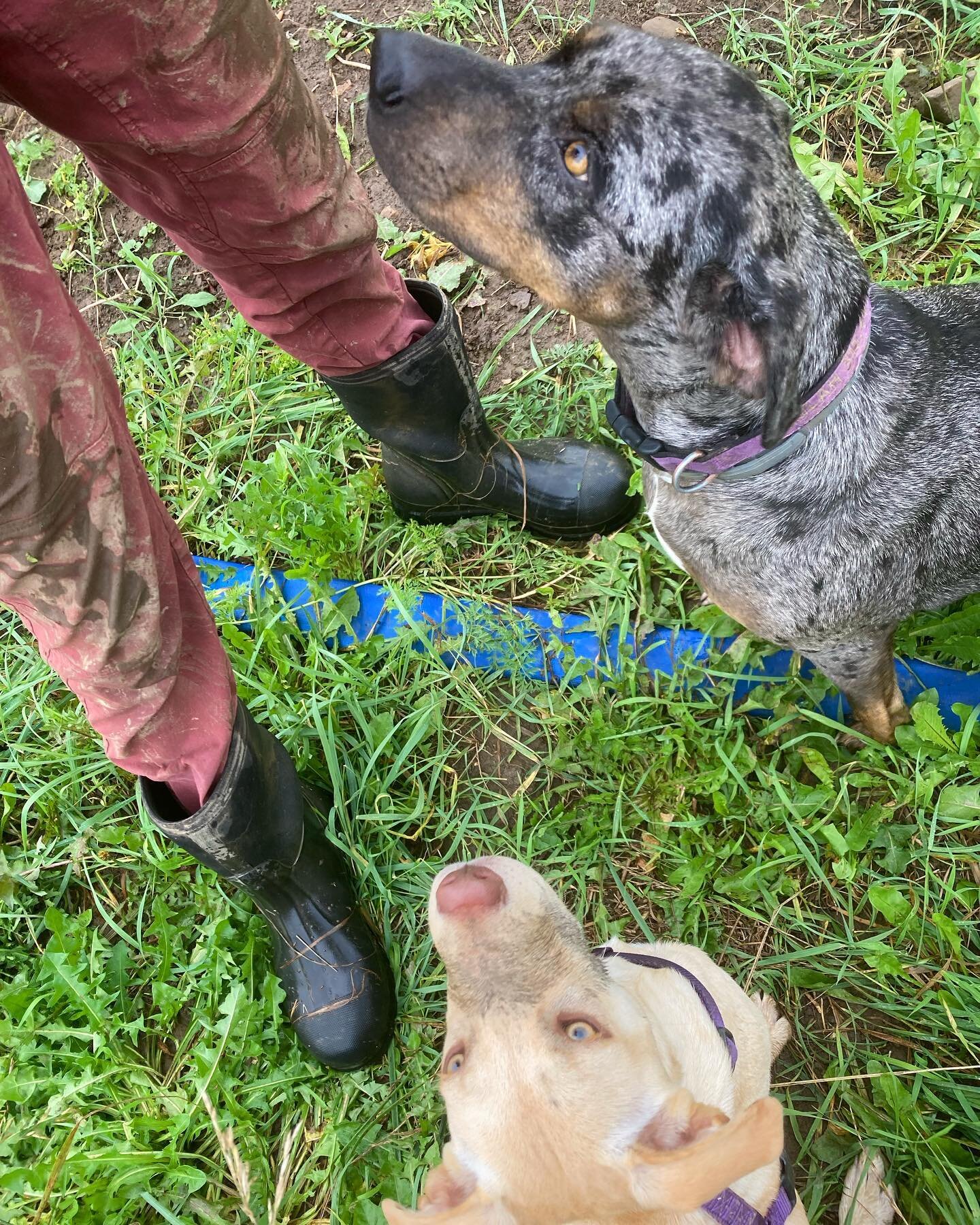 I would say that Beulah&rsquo;s intensely focused on helping train the next generation of farm dogs, but really she&rsquo;s just learned that all new dog owners carry high value treats! And check out Bean&rsquo;s super cute mud mustache @mindpresents