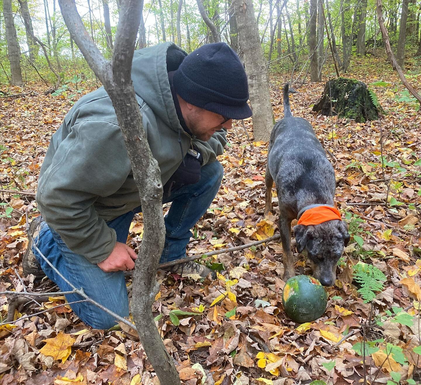 Current farm mystery: Who is the creature dragging fermented watermelons 200 yards into the woods and living their best life? #timeforagamecam