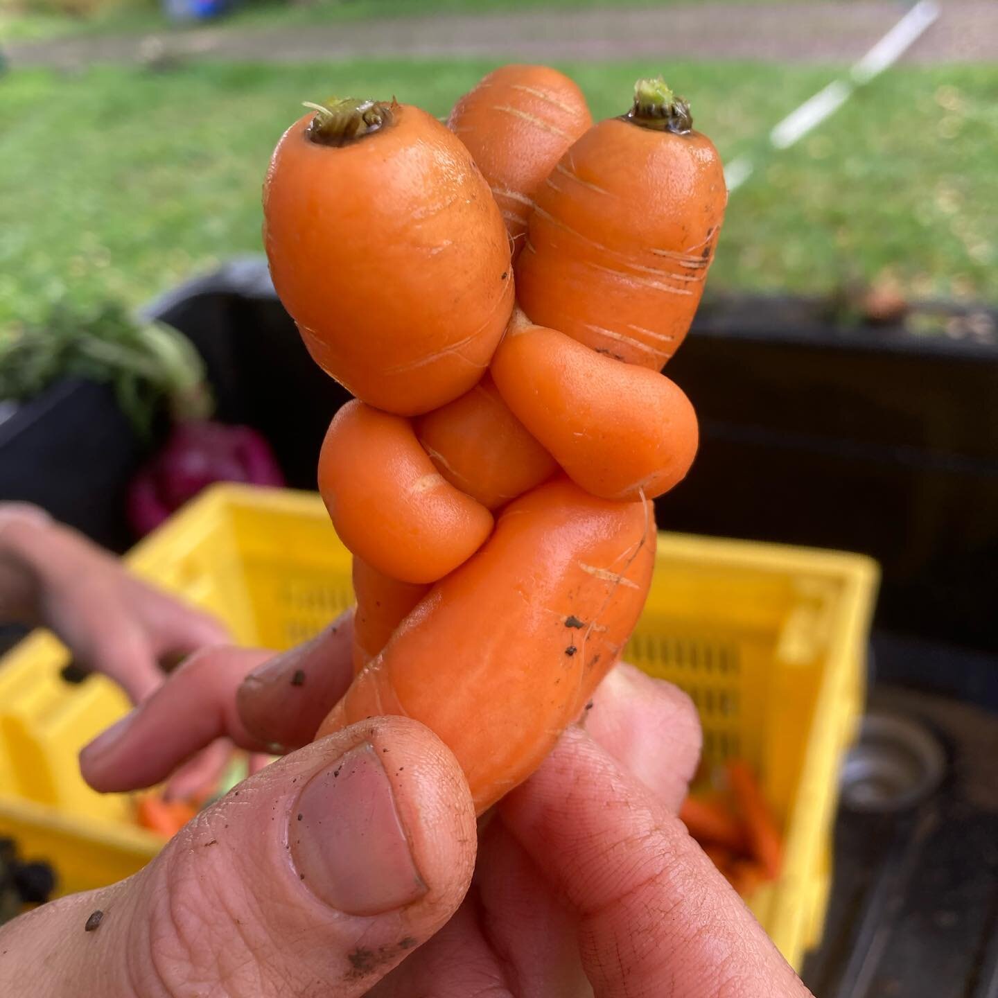 There&rsquo;s some rumbling of thunder scaring the carrots now, so make sure you stop by the @cazenoviafarmersmarket later to take them home and keep them safe in your fridge and stovetops!