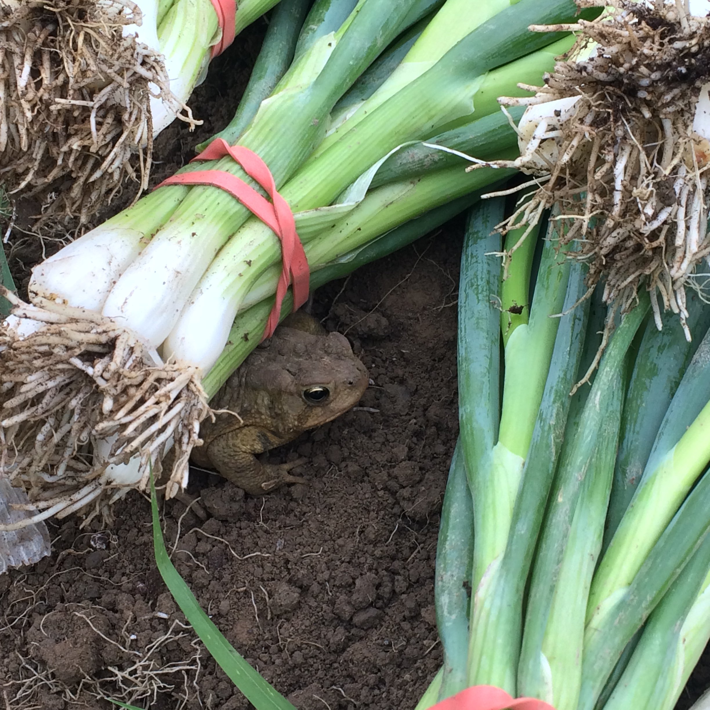 Farm Blog — Hartwood Farm