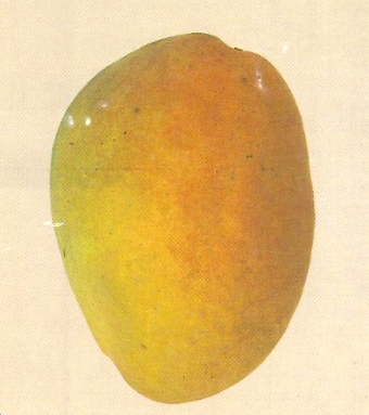 Mango - Wikipedia