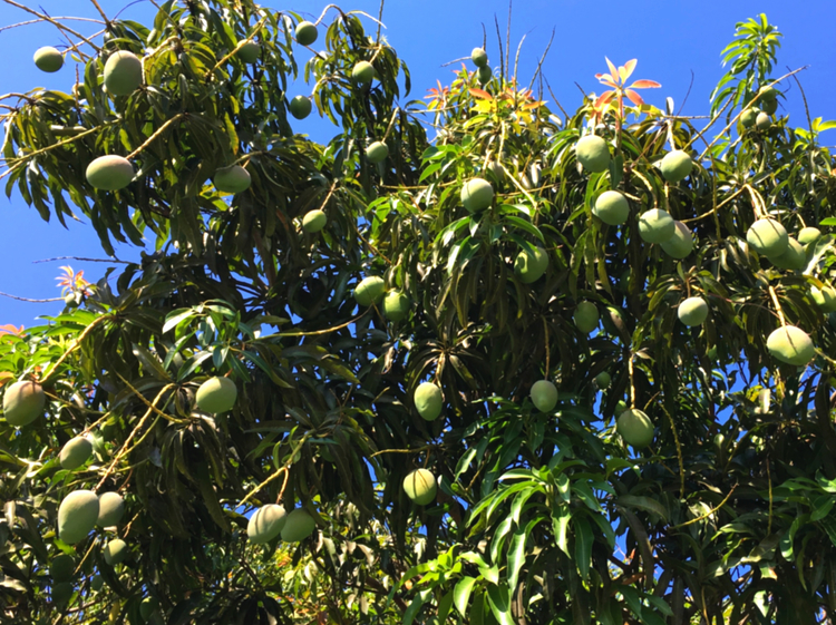 What type of fruit trees grow in miami florida