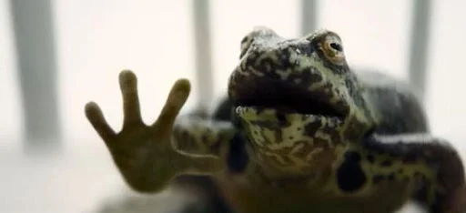 the talking frog.jpg