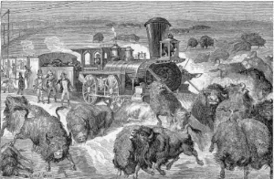 buffalo.jpg