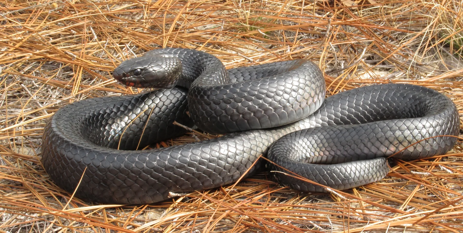 Lifer Eastern Indigo Snake ( Drymarchon couperi ).
