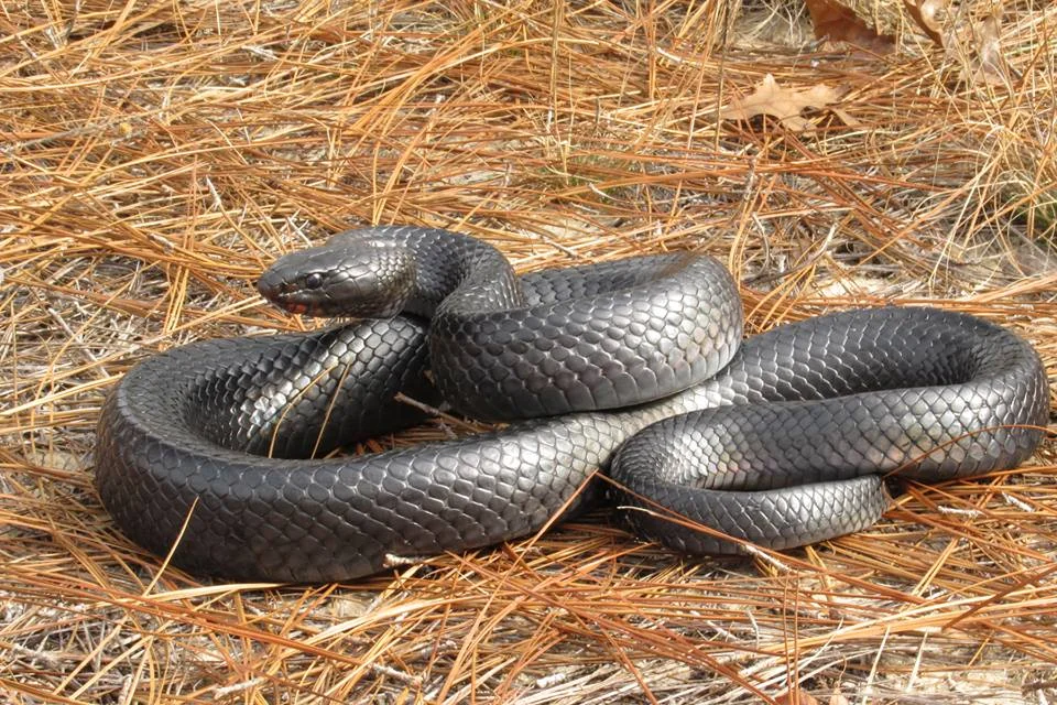 Herping Georgia, US with The Orianne Society