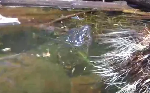Turtle vs. Porcupine - Video!