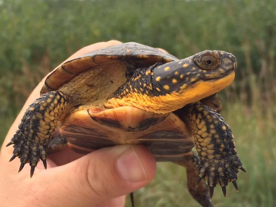 Trapped Below - How Turtles Spend Their Winter