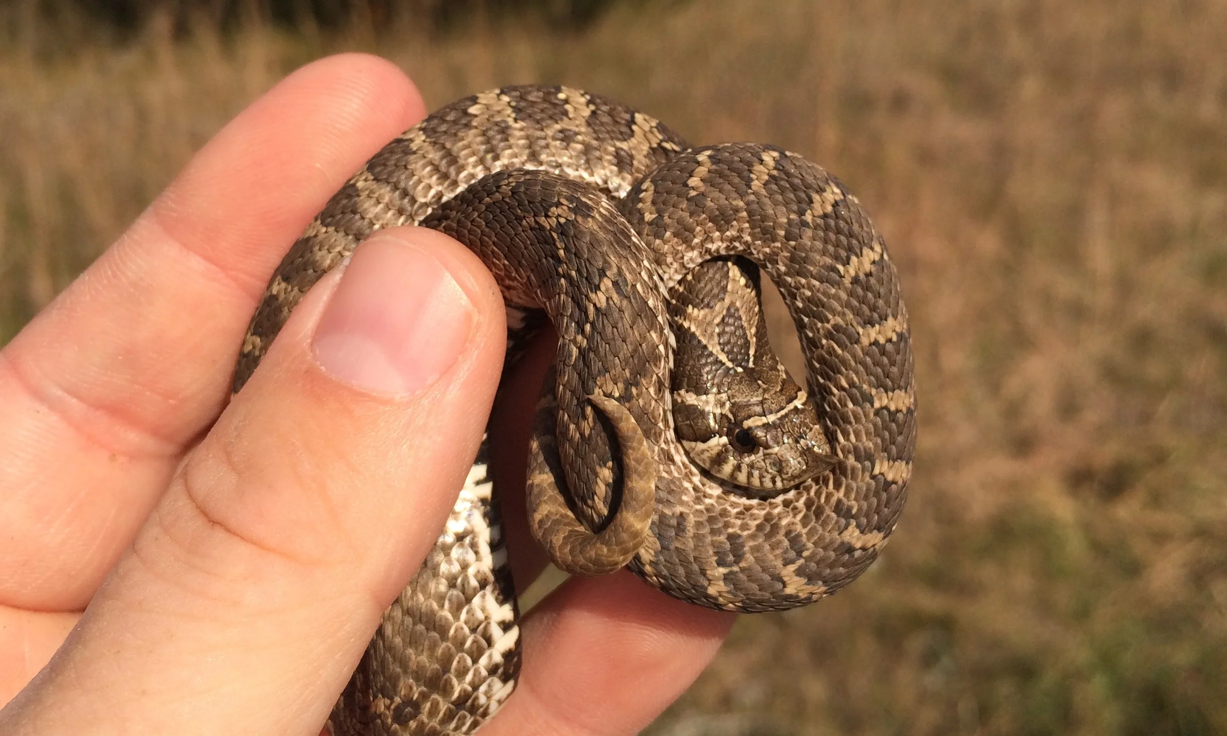  Plains Hog-nosed Snake ( Heterodon nasicus ) from a Minnesota sand prairie. Likely in its second or third year.