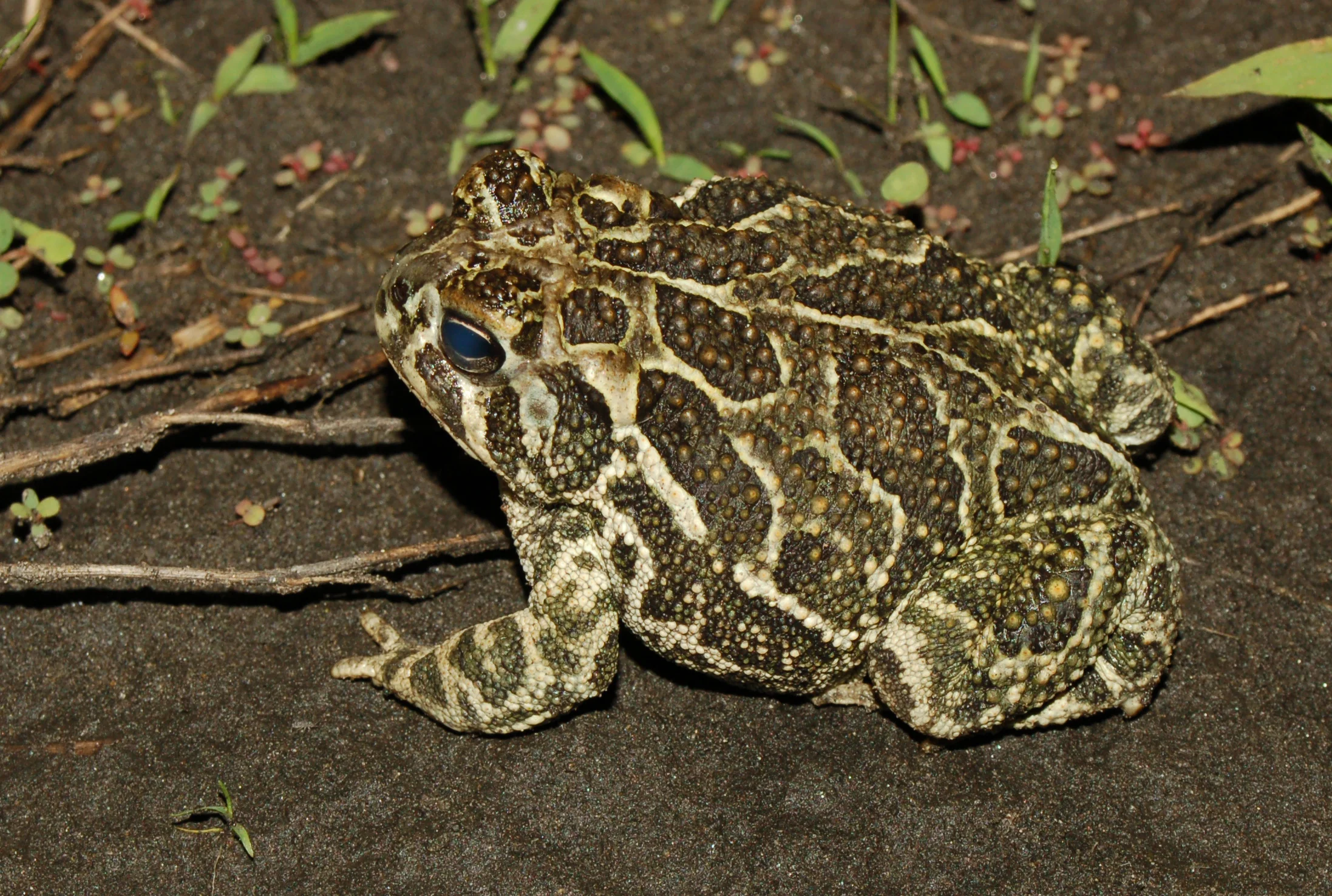 Toadally Cool - Meet the Great Plains Toad