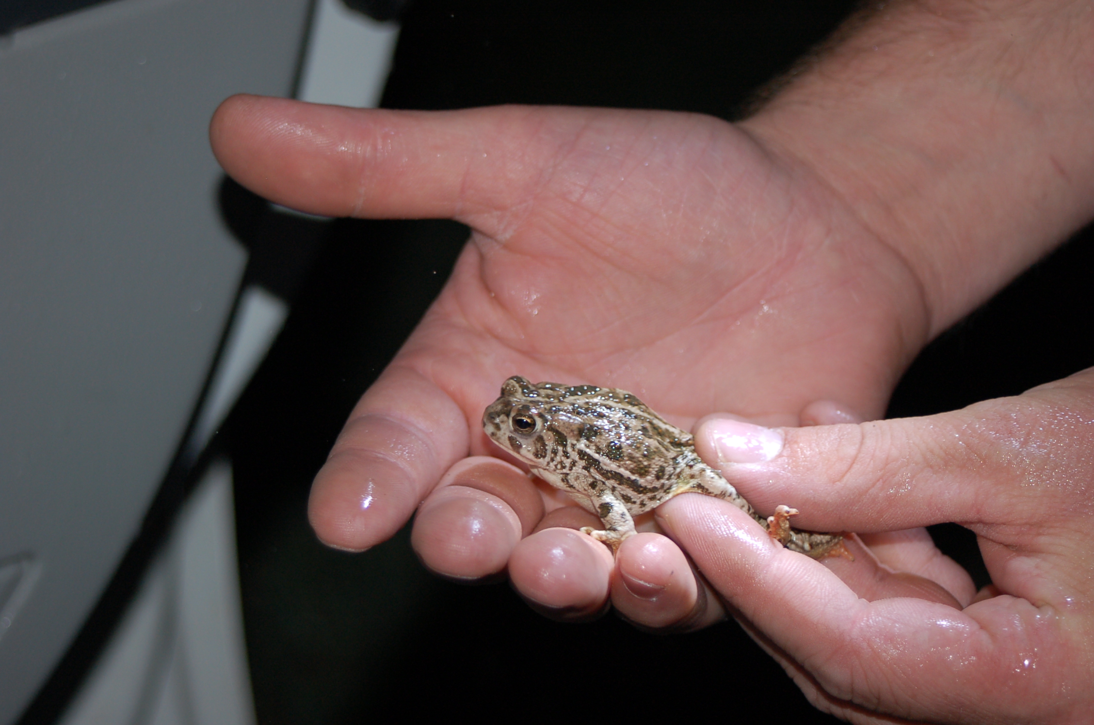 Great Plains Toad