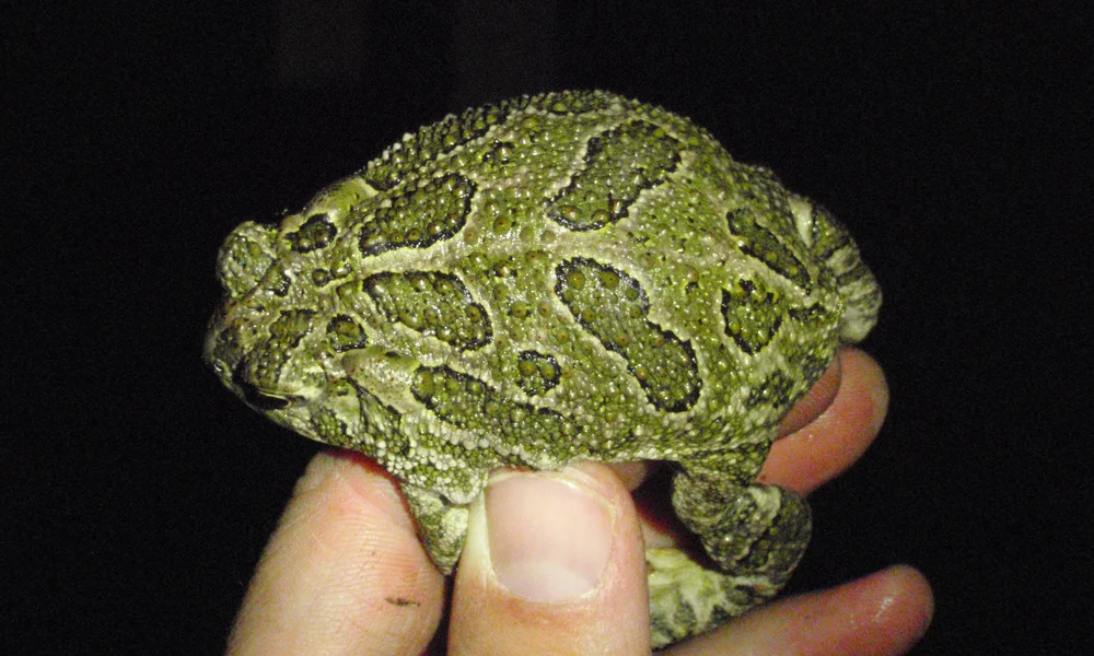 Great Plains Toad