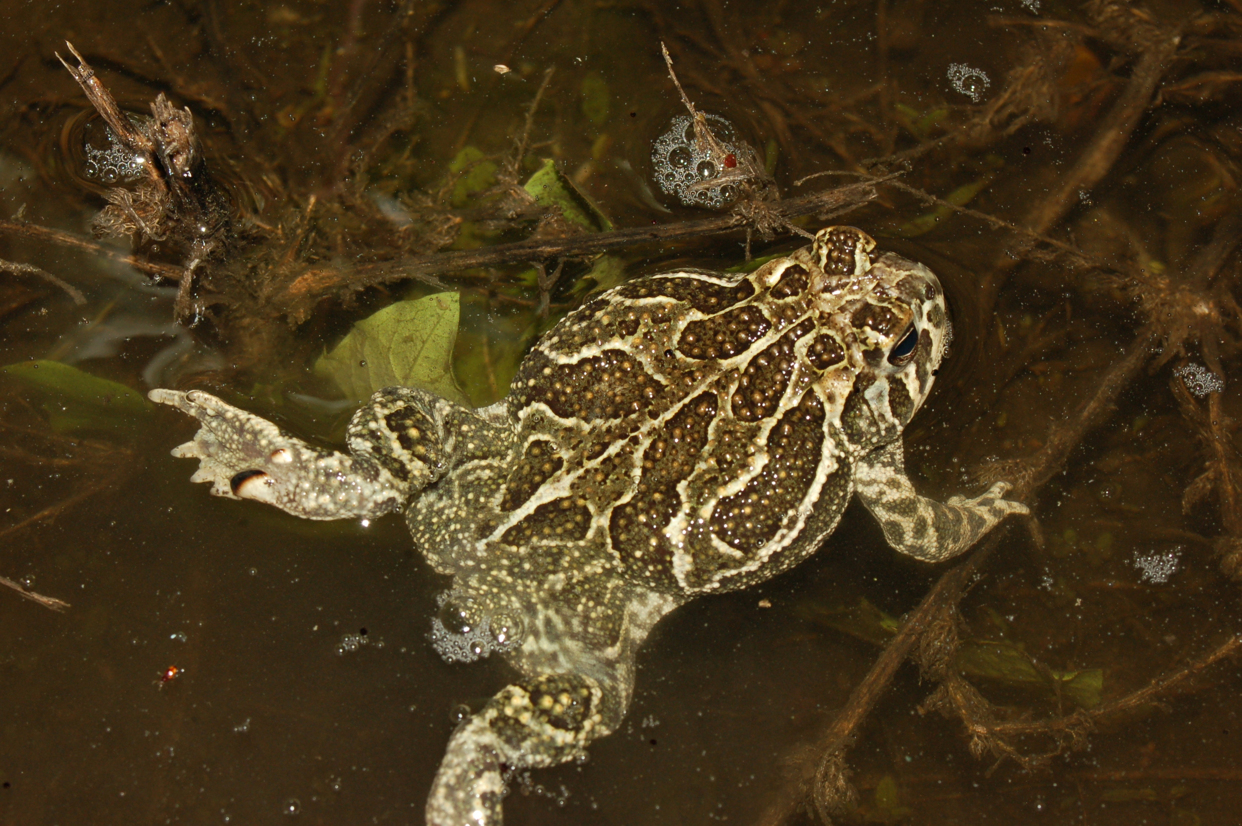 Great Plains Toad