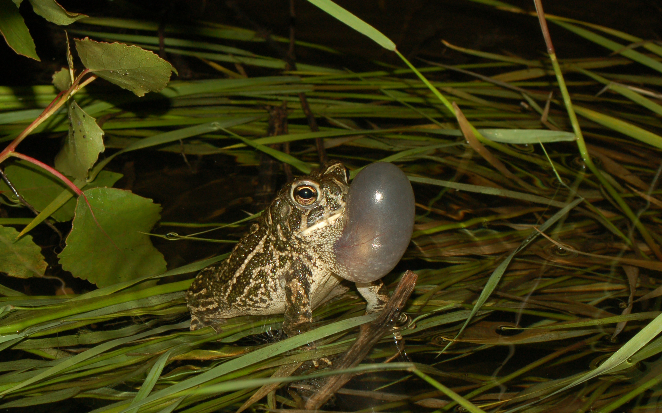 Great Plains Toad - Minnesota