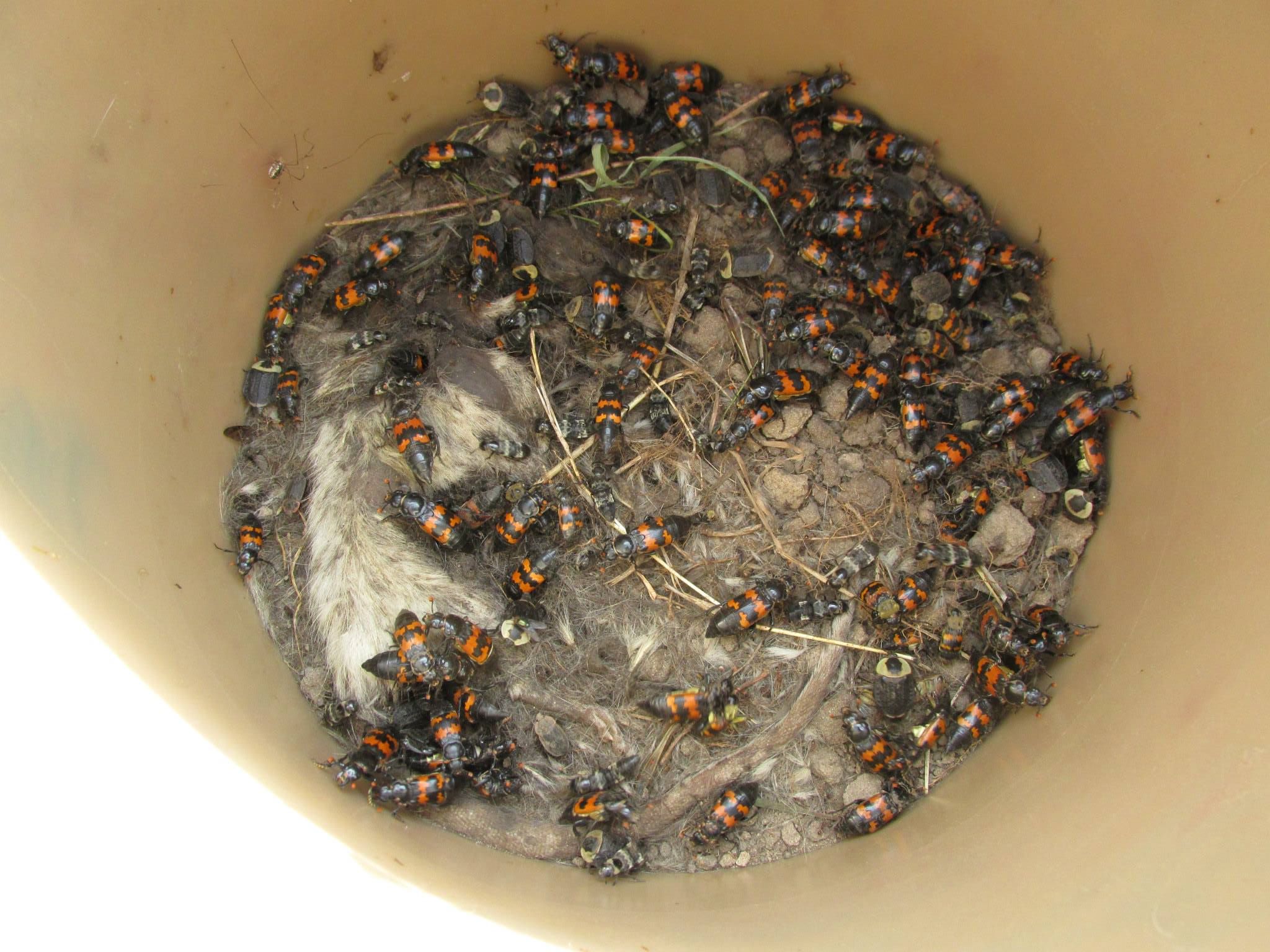 Bucket o' Beetles