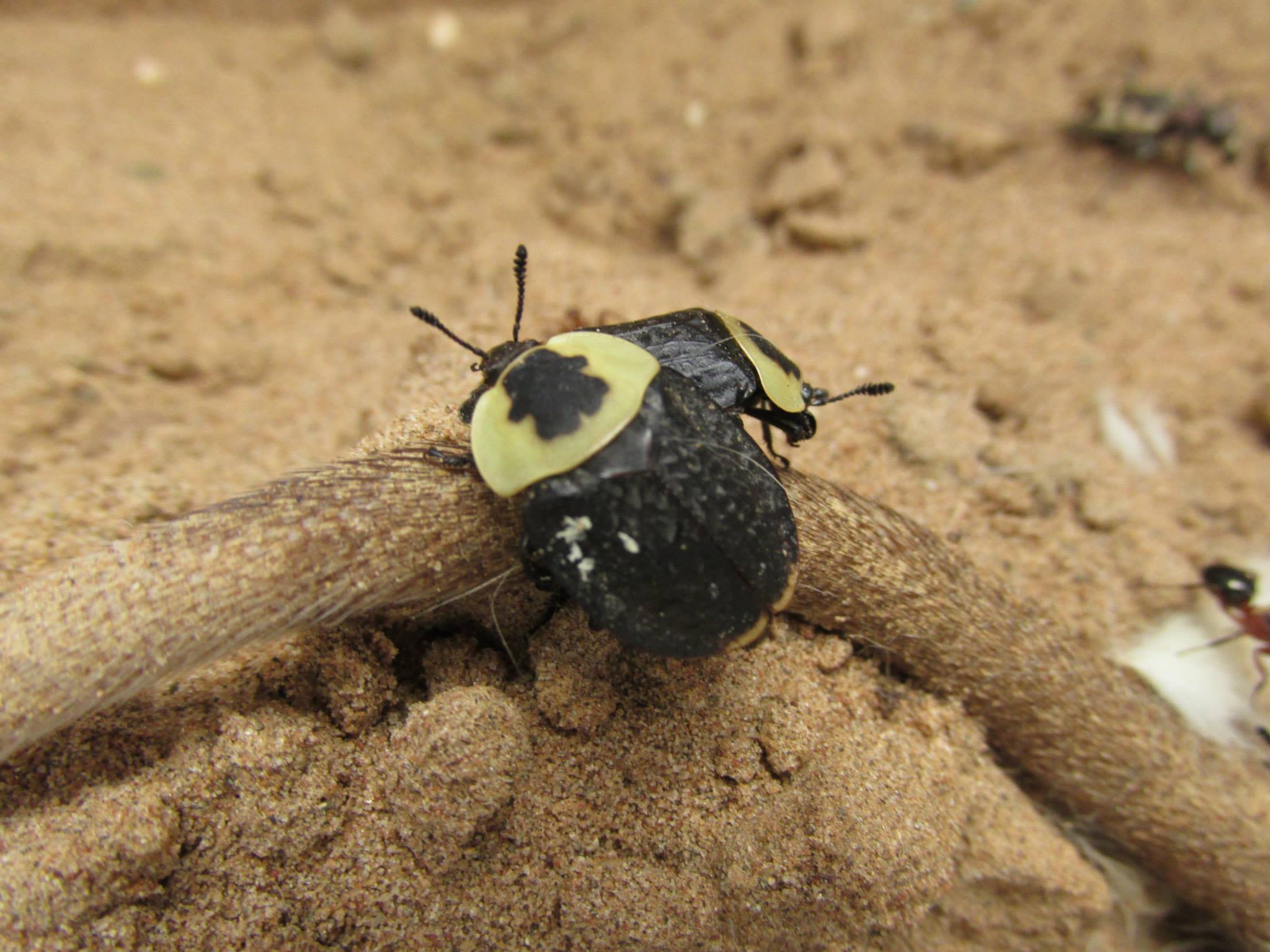 American Carrion Beetles