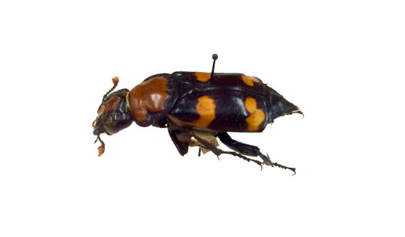 American Burying Beetle