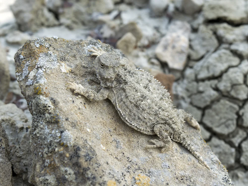 Greater Short-horned Lizard (Phrynosoma hernandesi)