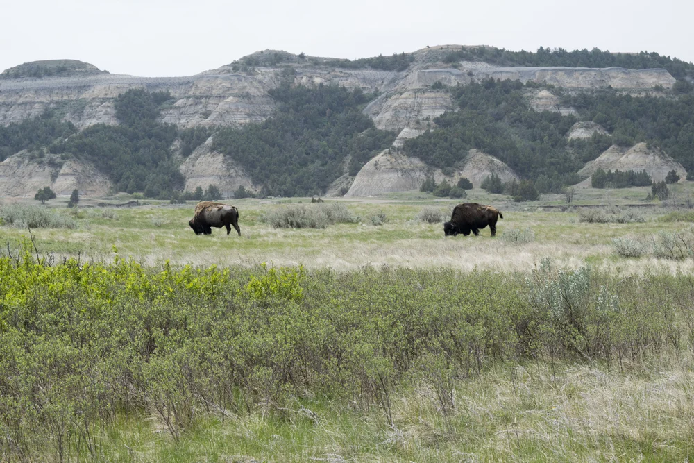 American Bison (Bison bison) 