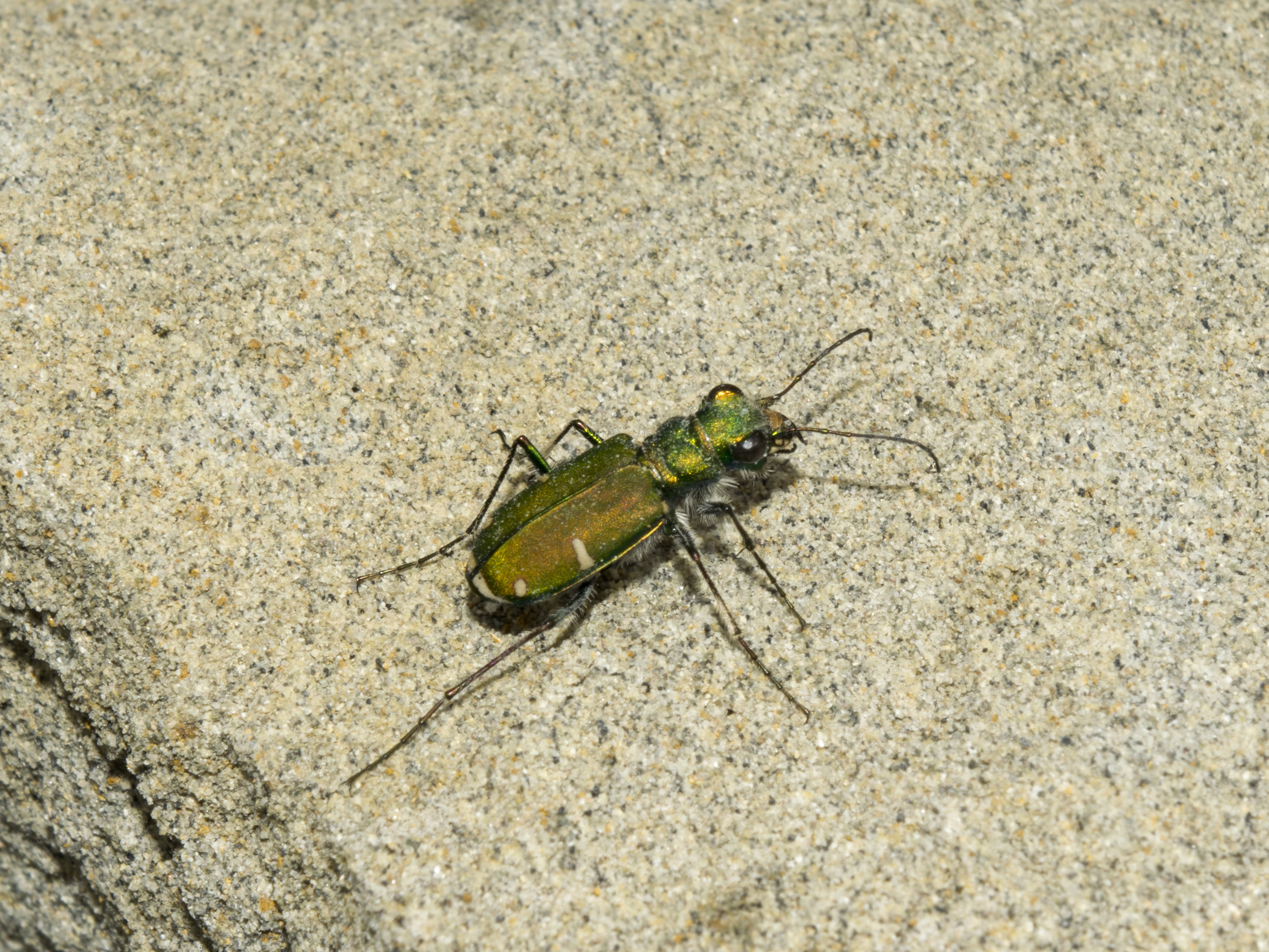 Green Claybank Tiger Beetle (Cicindela denverensis)