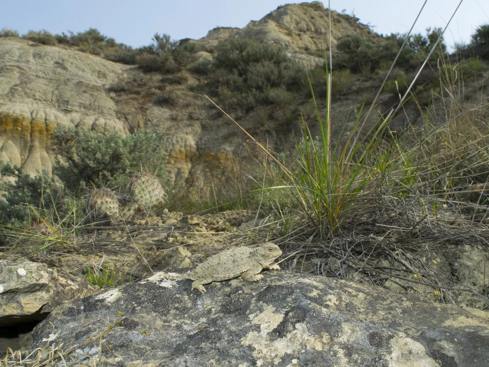 Greater Short-horned Lizard (Phrynosoma hernandesi)