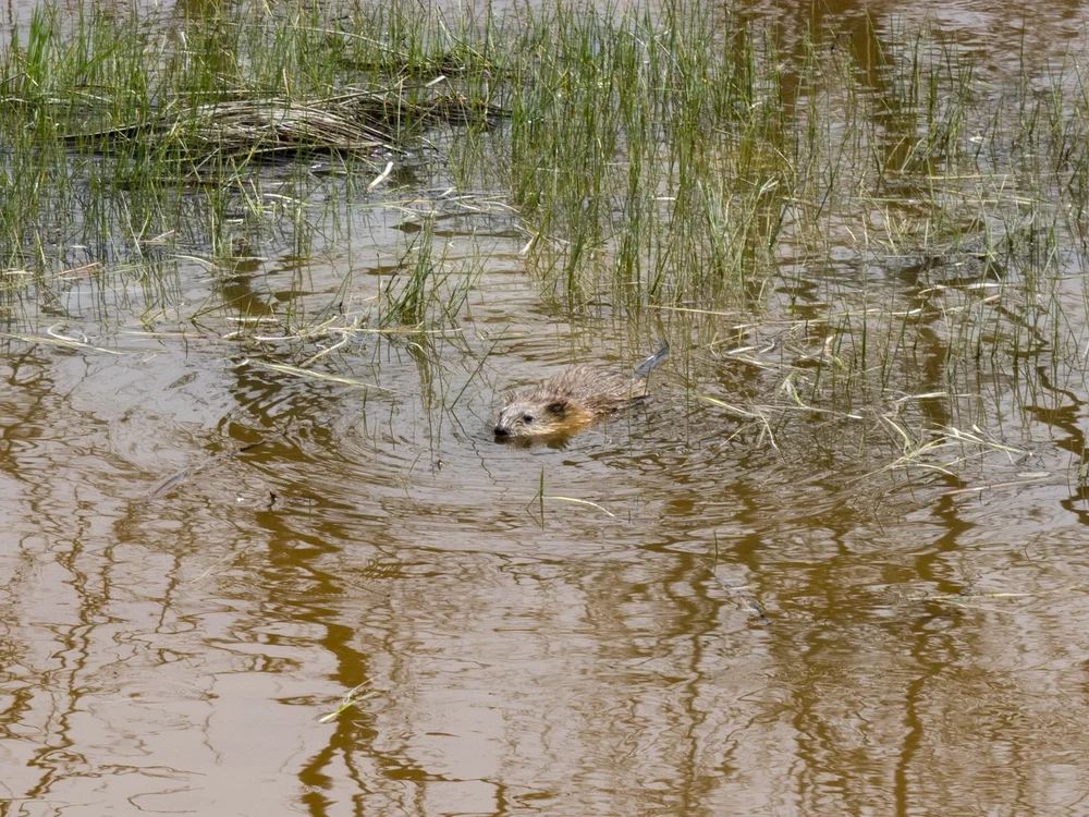 Muskrat (Ondatra zibethicus)
