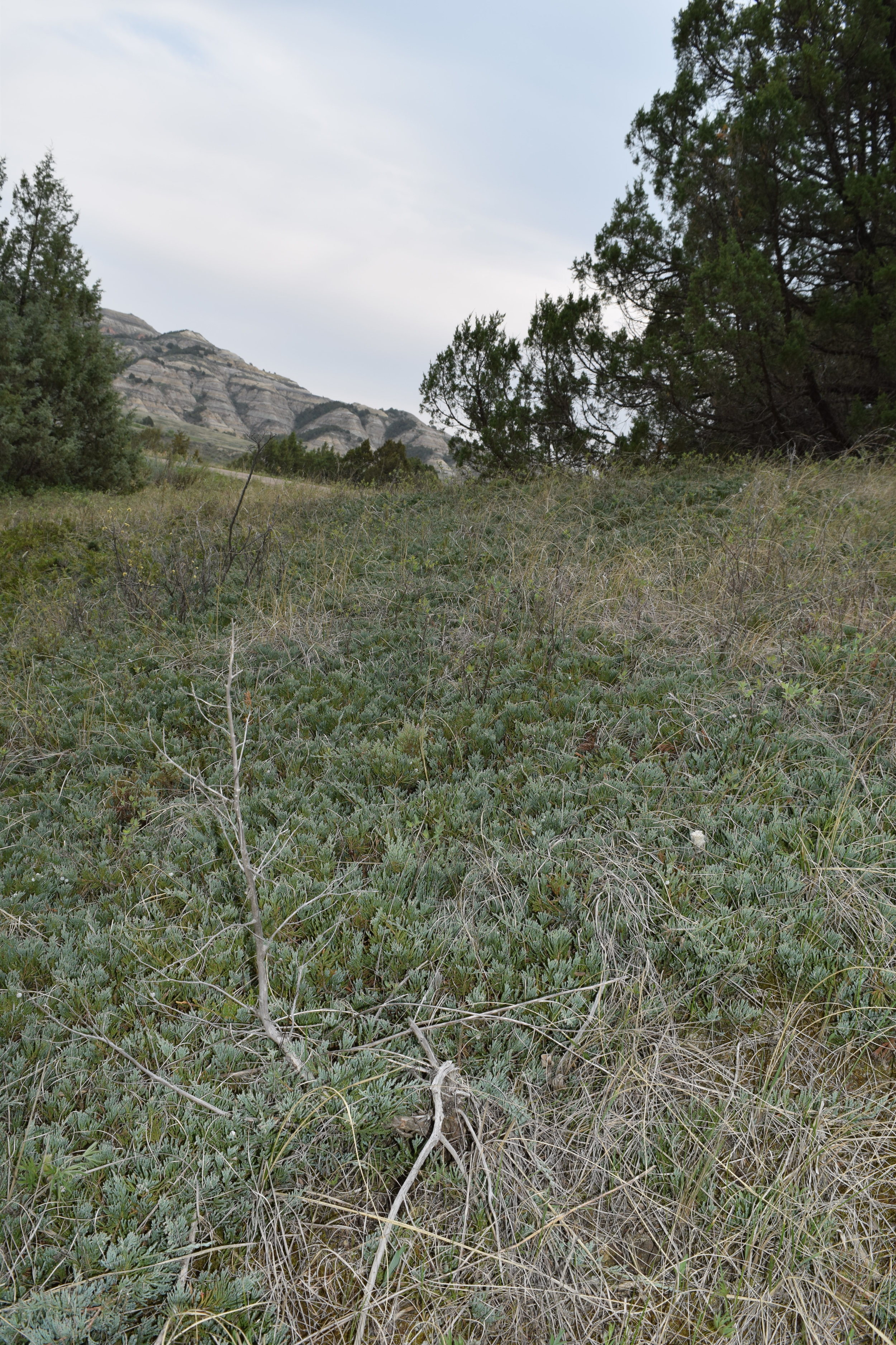 Creeping Juniper (Juniperus horizontalis)