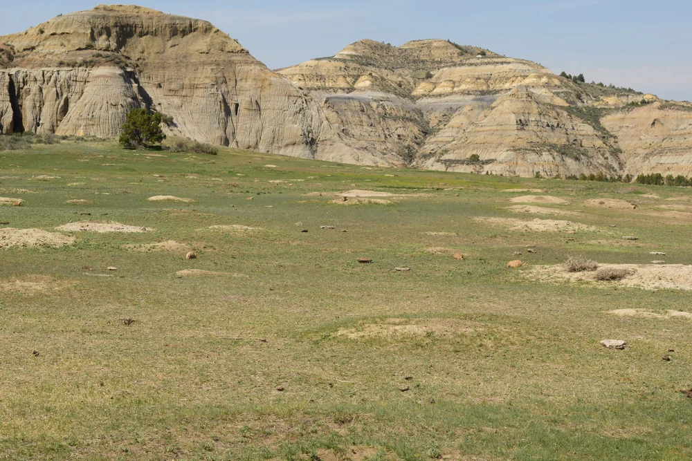 Black-tailed Prairie Dog Town