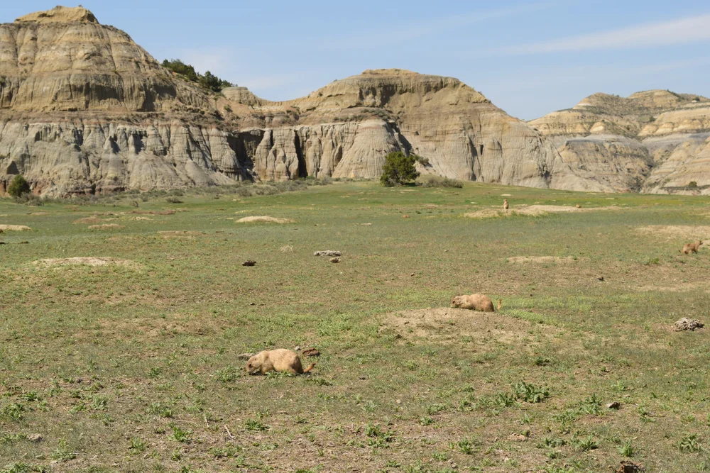 Black-tailed Prairie Dog Town