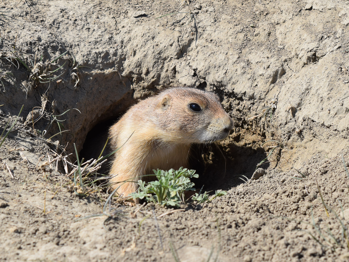 Black-tailed Prairie Dog