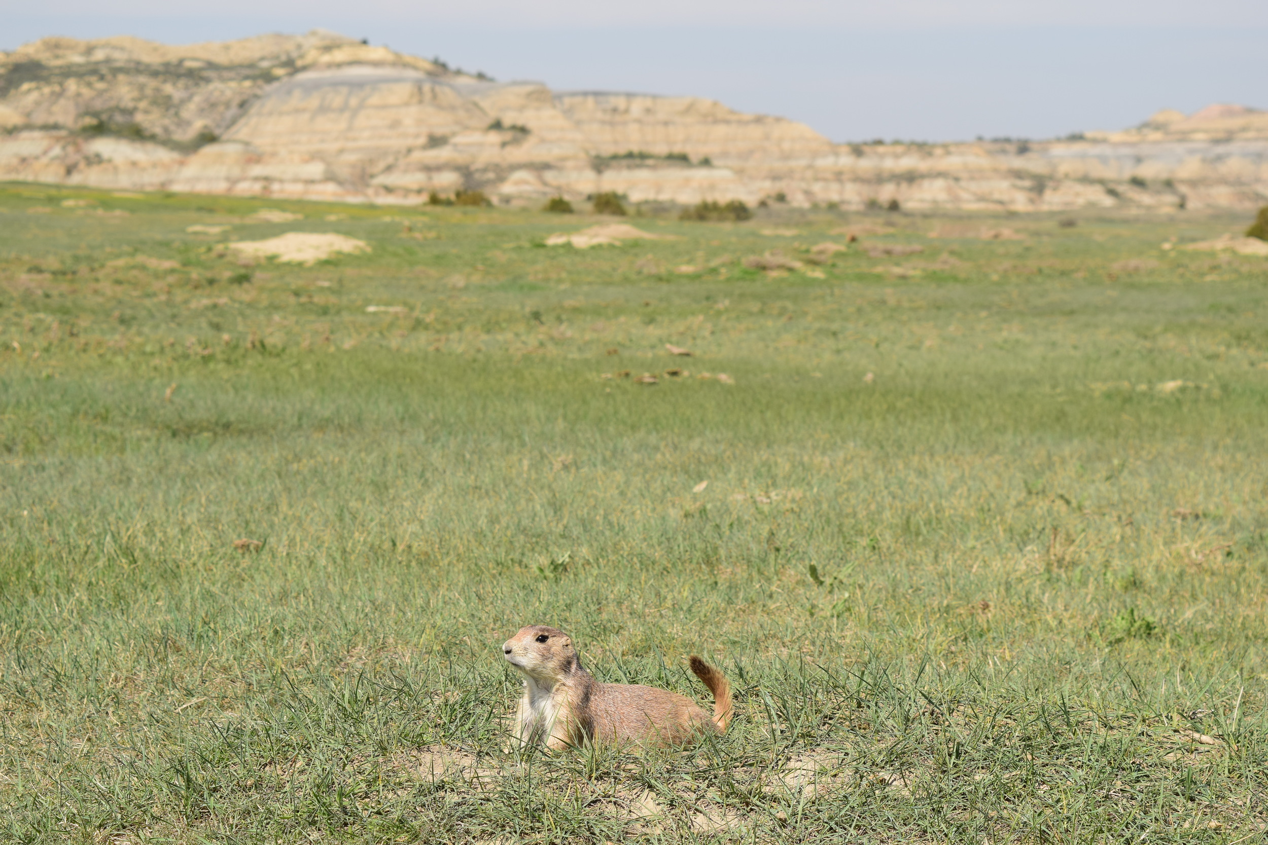 Black-tailed Prairie Dog