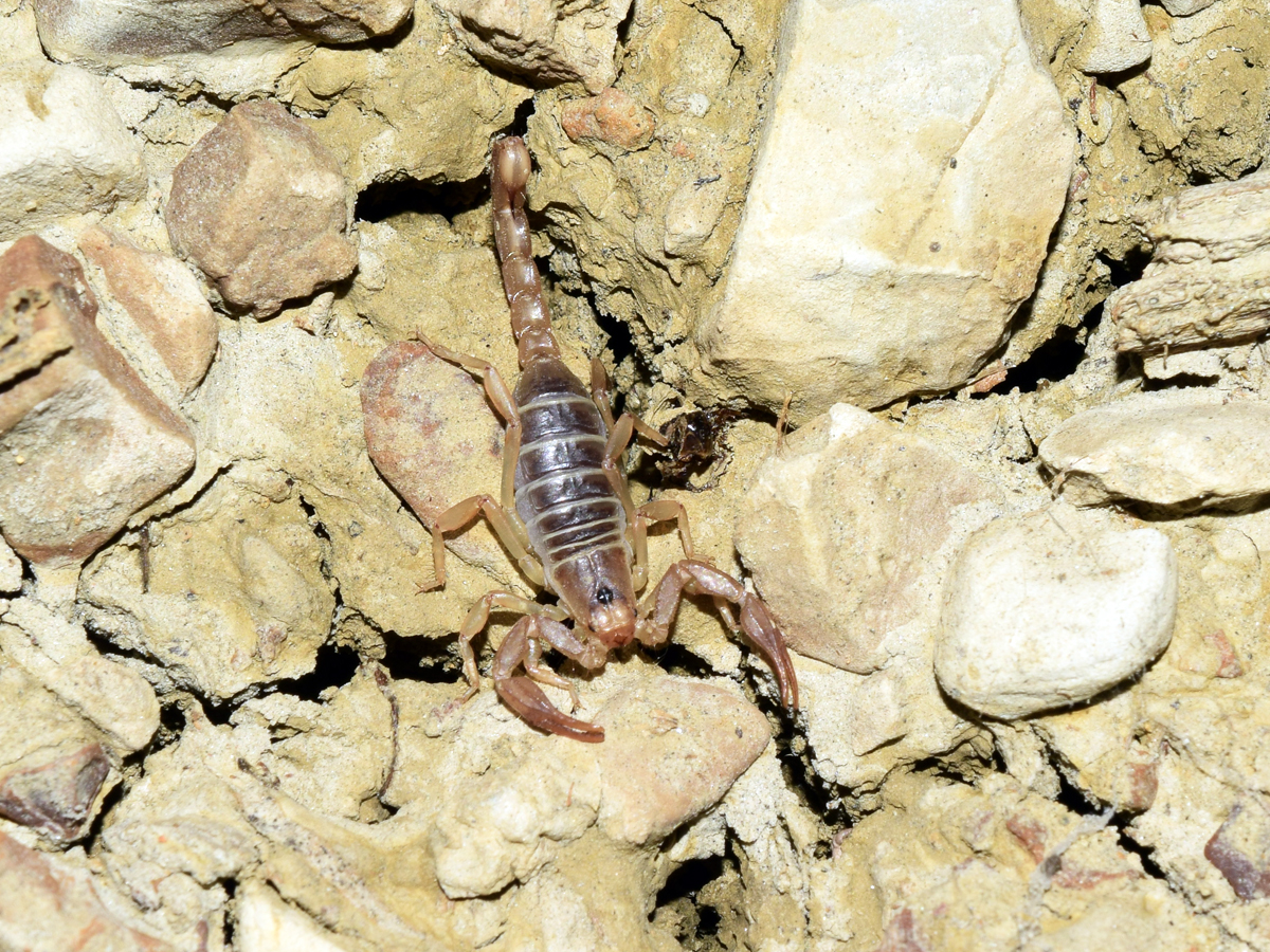 Northern Scorpion (Paruroctonus boreus)