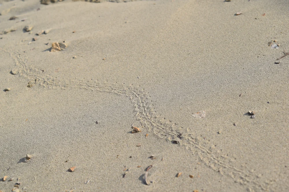 Beetle Tracks