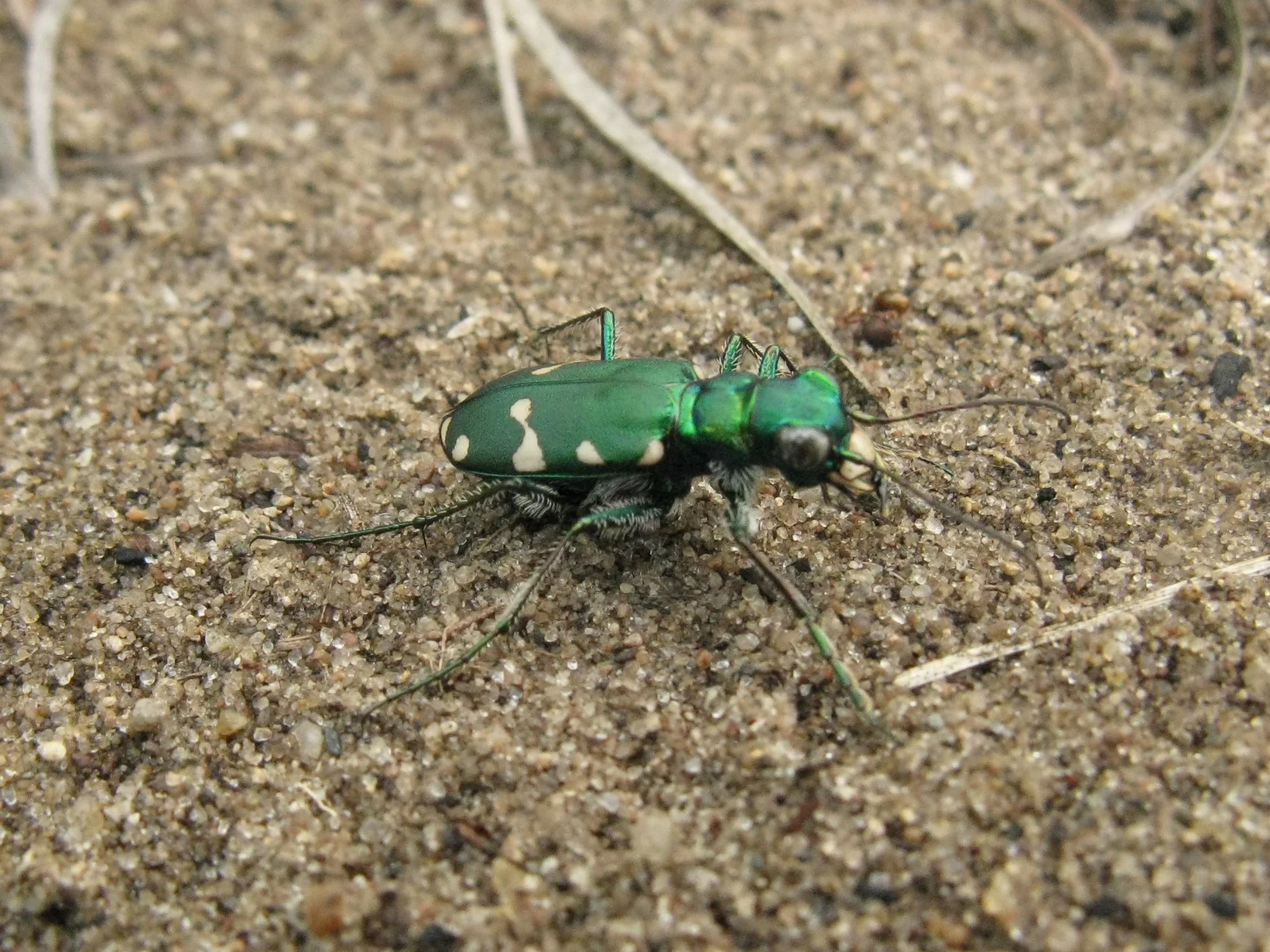 Typical green Northern Barrens Tiger Beetle ( Cicindela patruela ).