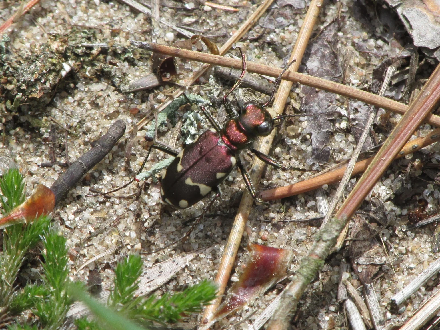 Unusual red-phase Northern Barrens Tiger Beetle ( Cicindela patruela ).