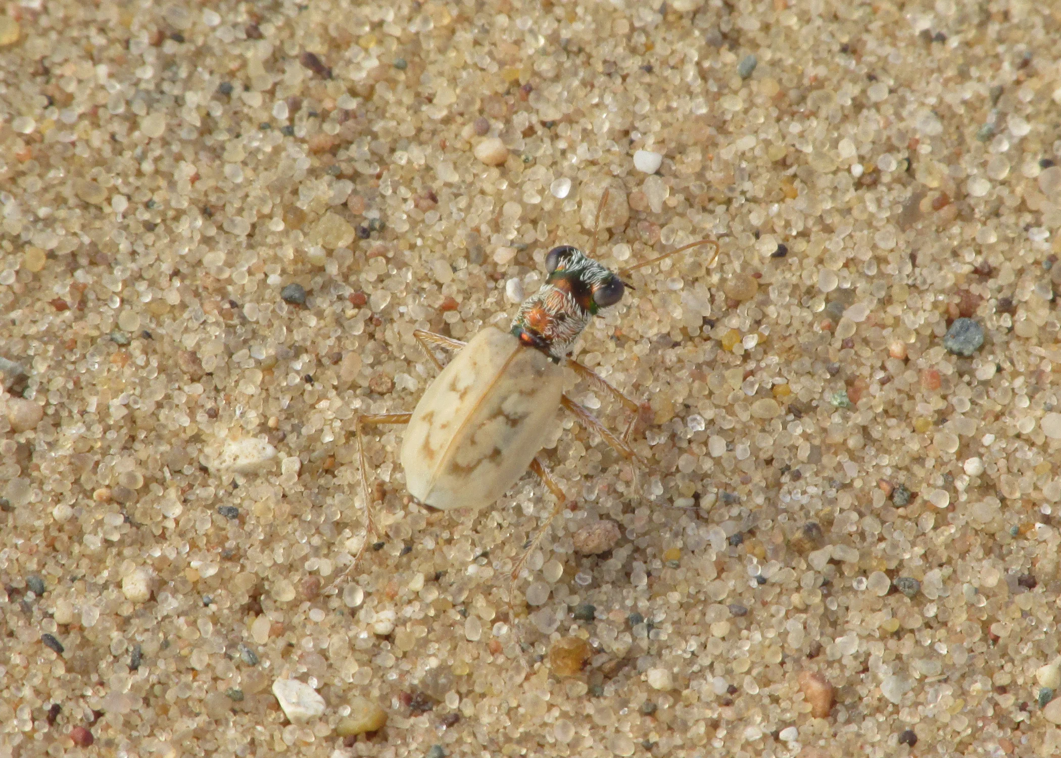 Lifer Ghost Tiger Beetle ( Ellipsoptera lepida ) - Portage County, Wisconsin!
