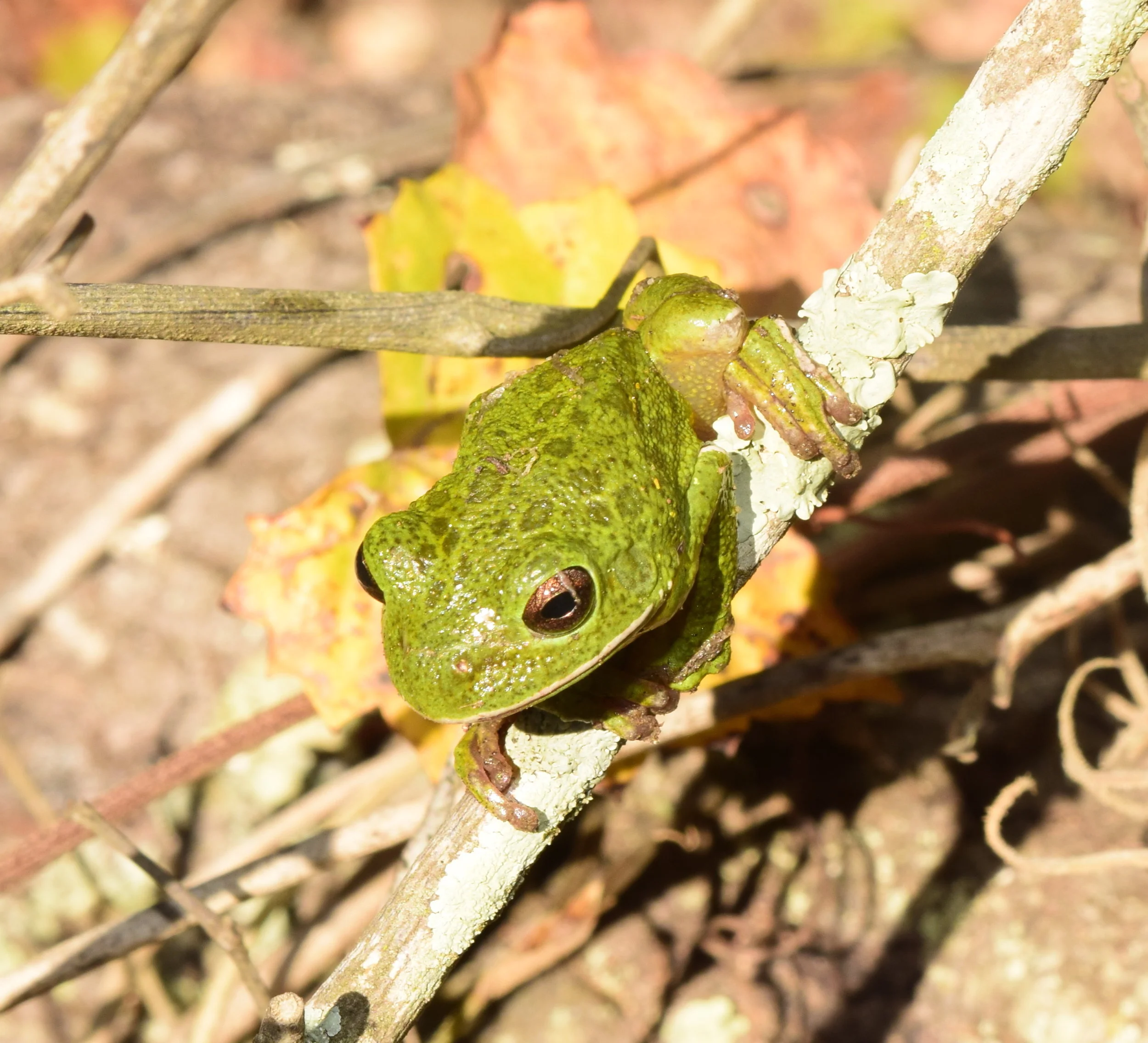 Lifer! Barking Treefrog 