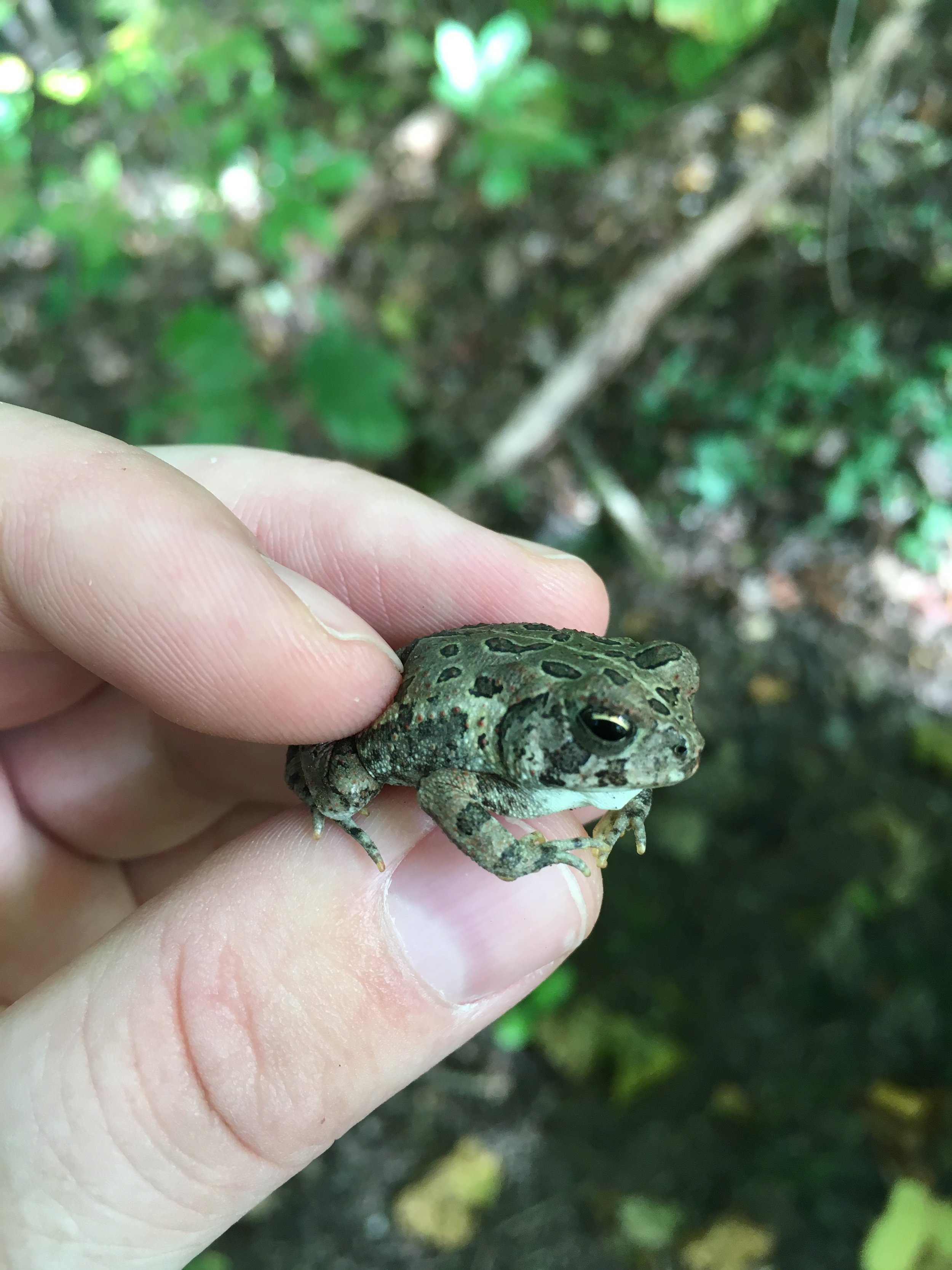 Fowler's Toad