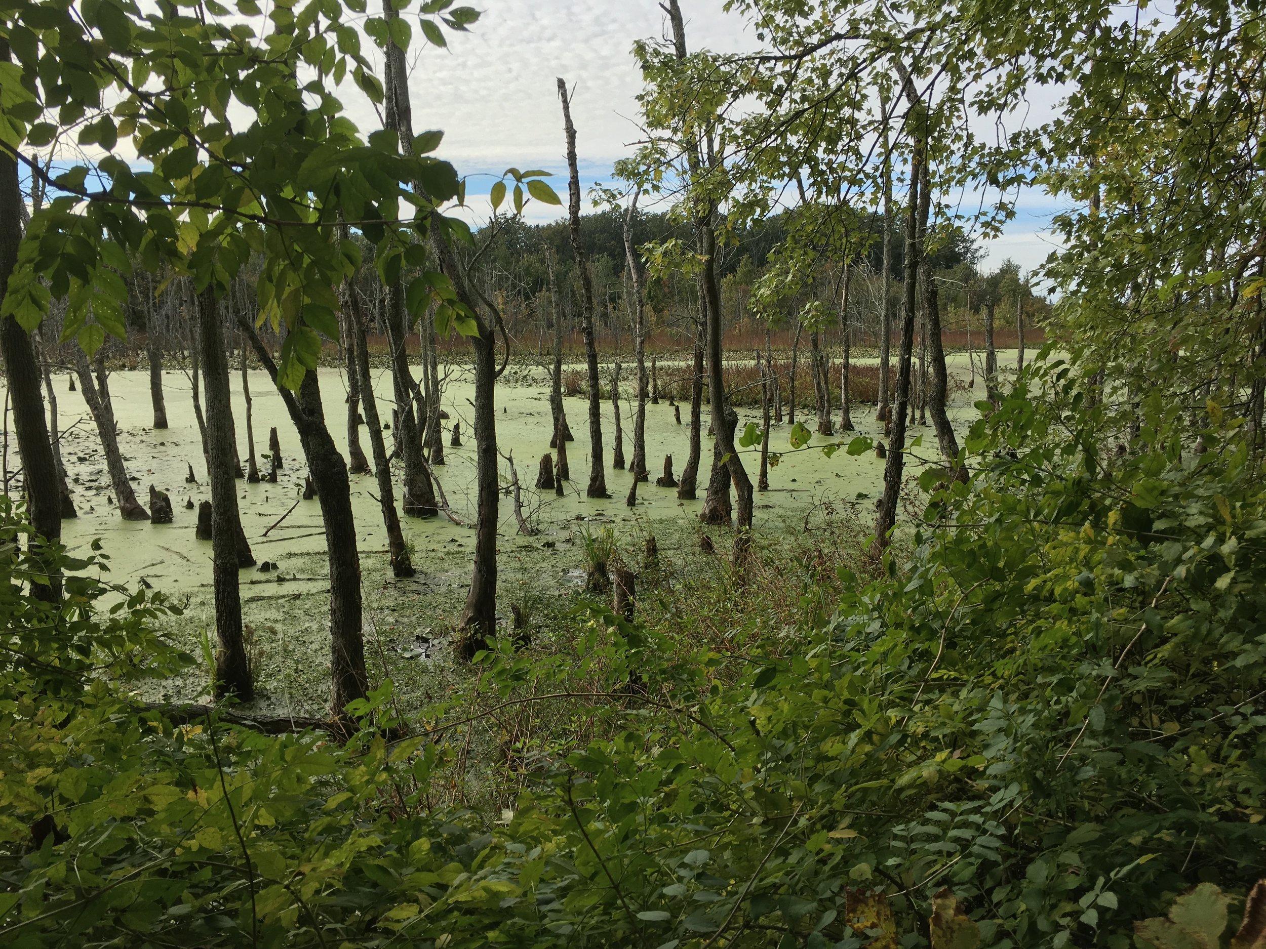 Lowland habitat along Snake Road