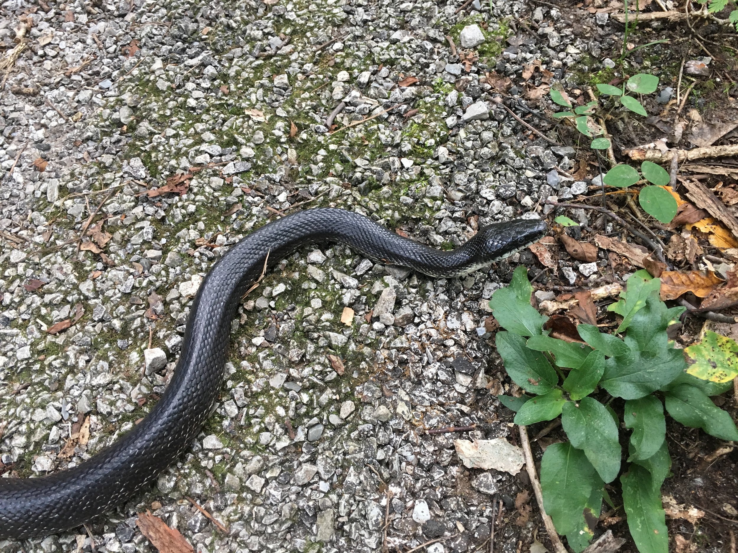 Black Ratsnake