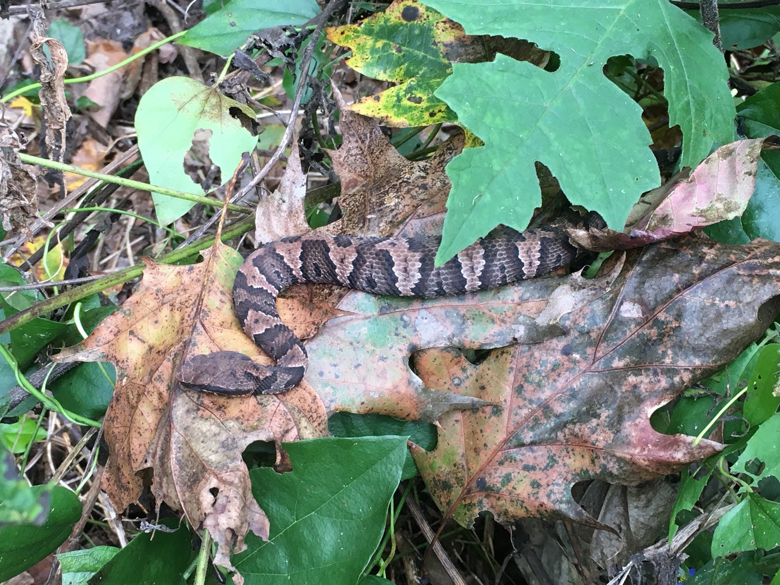 Well fed juvenile cottonmouth - Venomous 