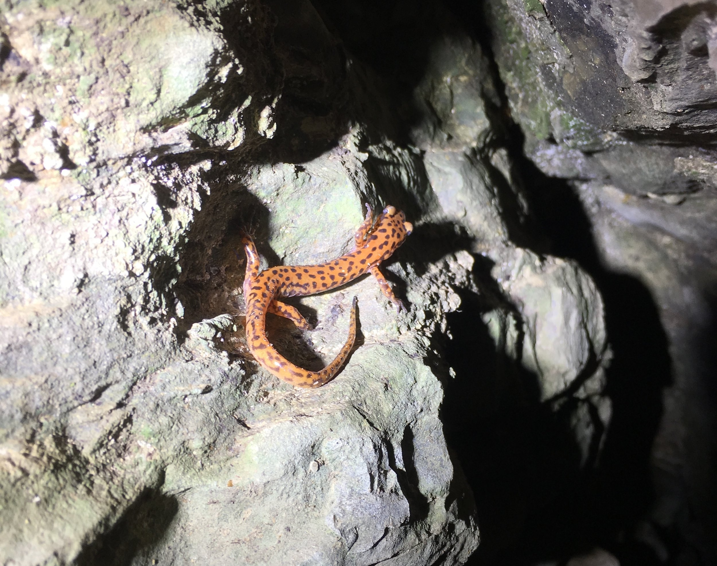 Cave Salamander