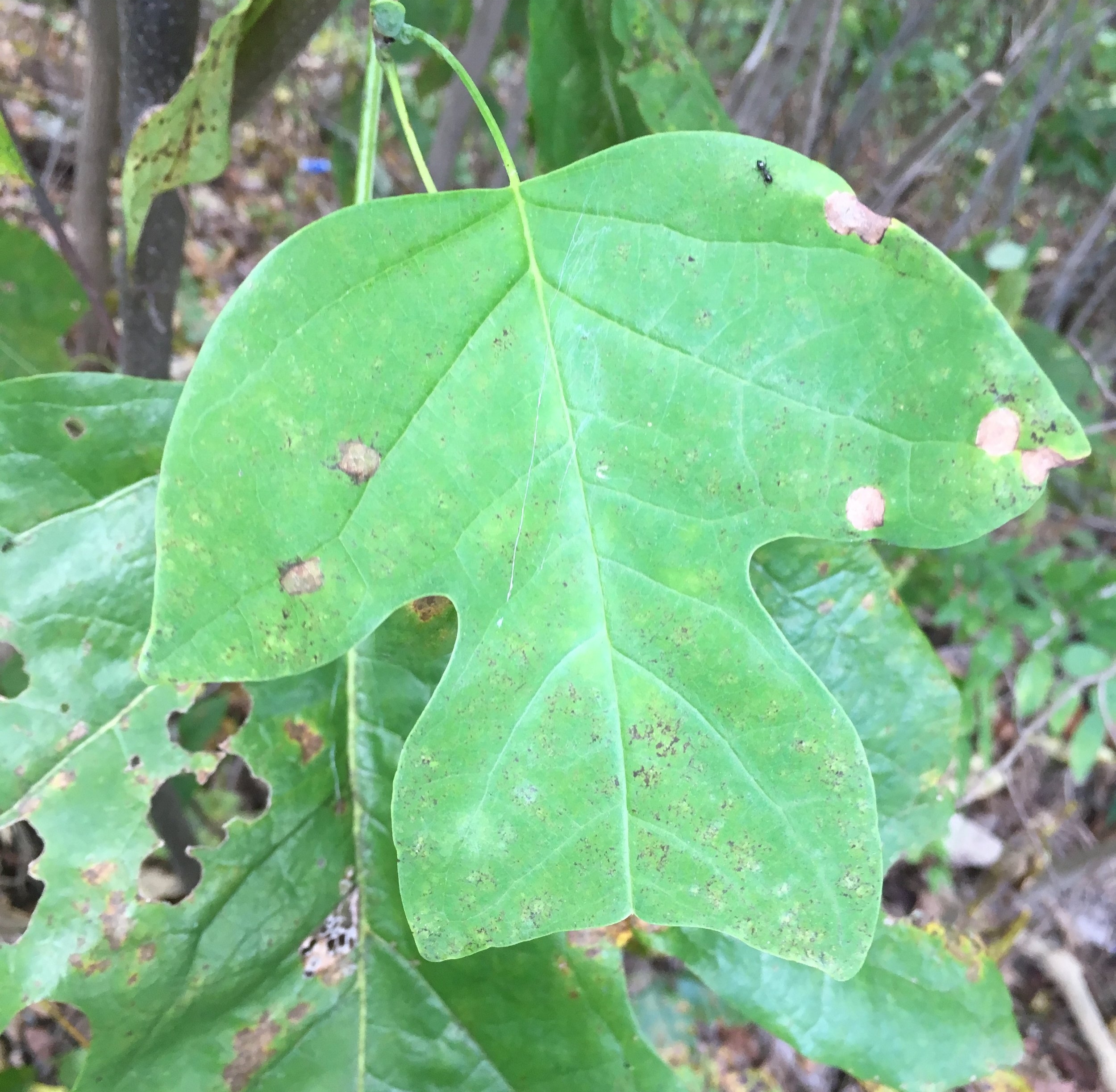 Tulip Tree