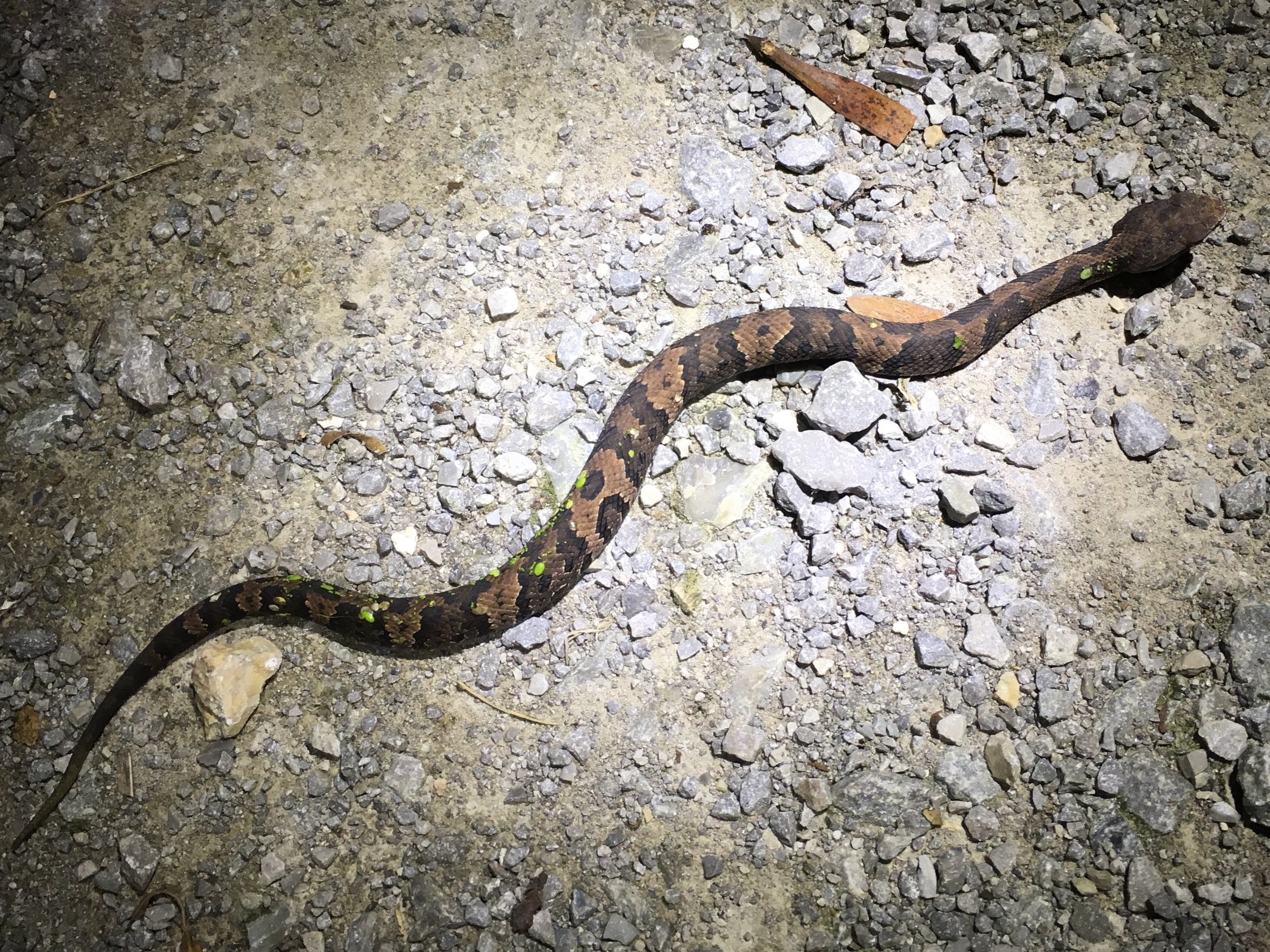 Juvenile cottonmouth on the move after dark