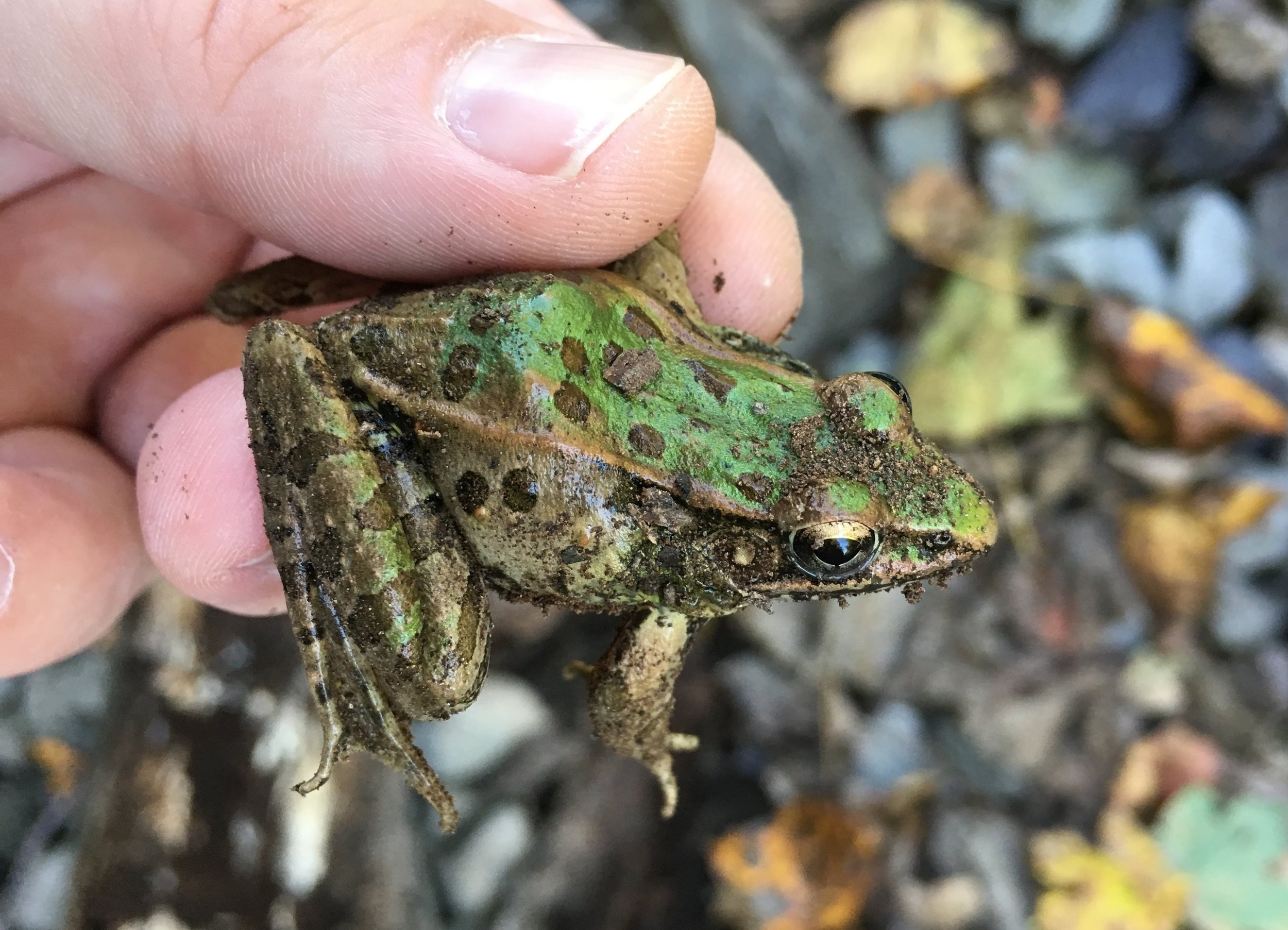 Southern Leopard Frog