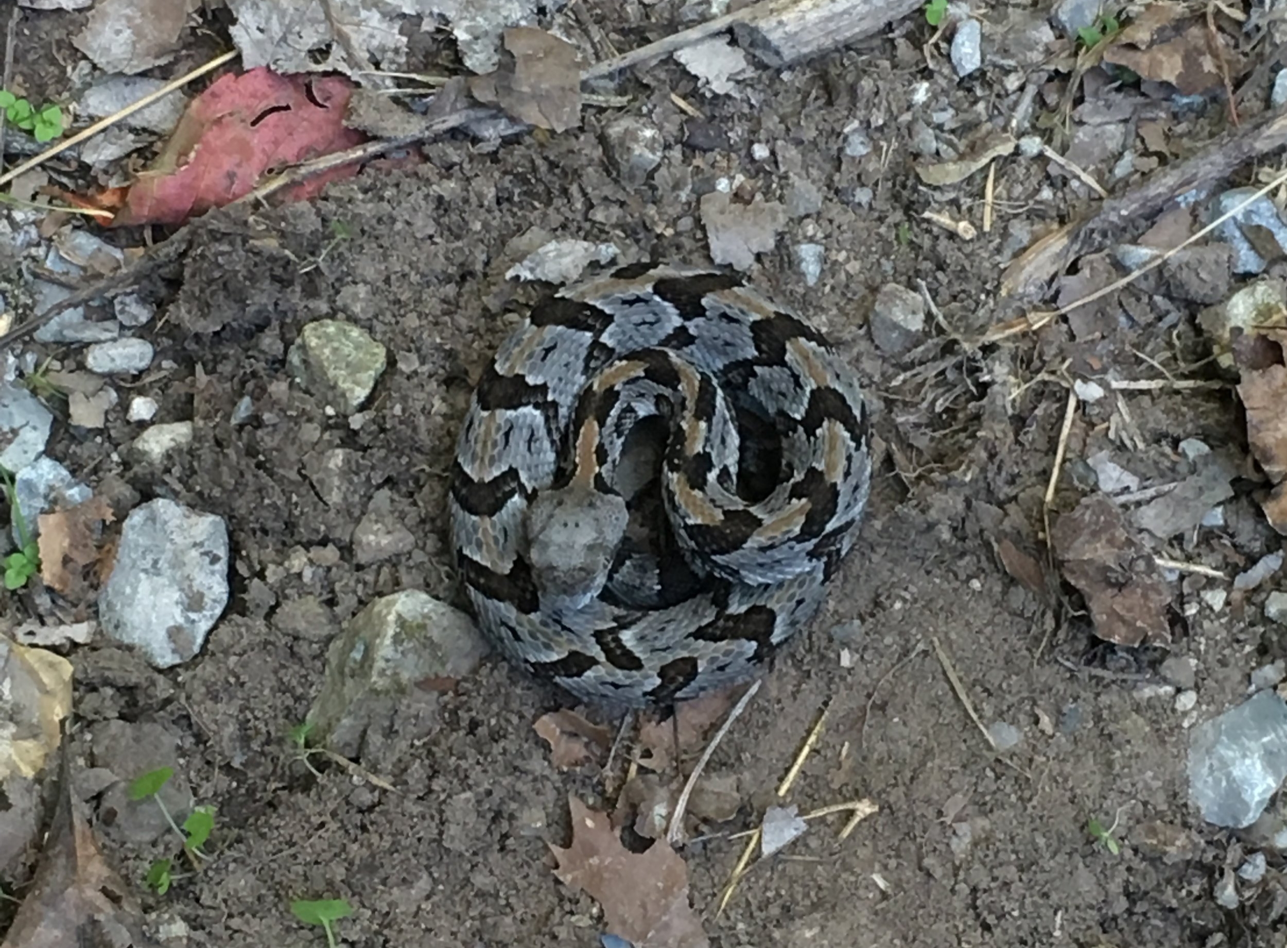 Juvenile timber rattlesnake found on the road - Venomous